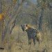 Hyiena 2
